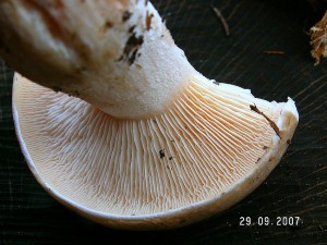 PICT0005-7.JPG