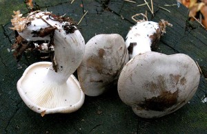 PICT0005.JPG