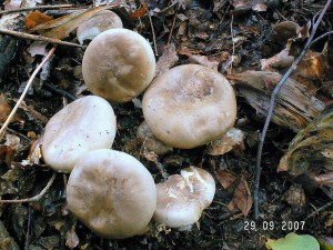 PICT0008-5.JPG