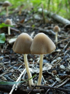 PICT0594.jpg