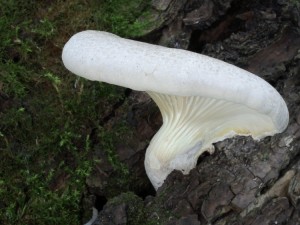 Pleurotus dryinus.jpg