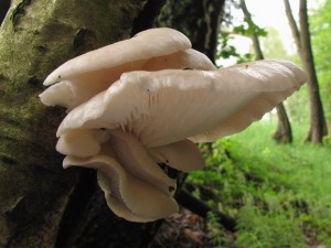 Pleurotus pulmonarius.jpg