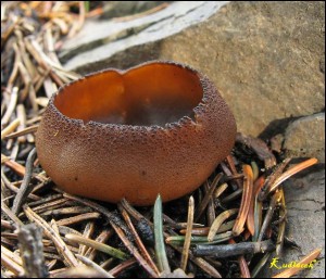 Plicaria endocarpoides (16).jpg