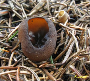 Plicaria endocarpoides (22).jpg