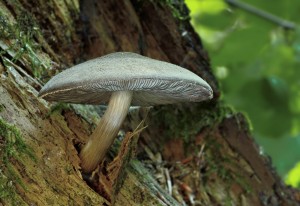 Pluteus atromarginatus.jpg