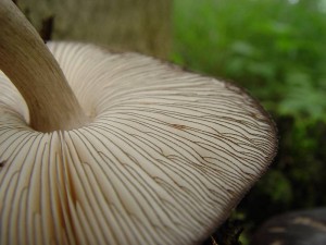 Pluteus atromarginatus.jpg