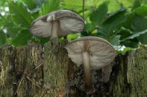 Pluteus atromarginatus (2).jpg