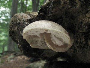 Pluteus depauperatus1.jpg