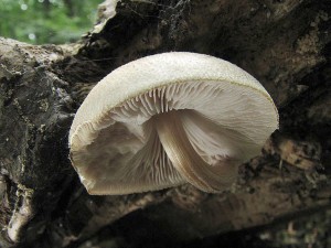 Pluteus depauperatus.jpg