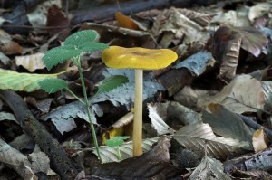 Pluteus_leoninus2.jpg