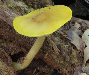 Pluteus leoninus2.jpg