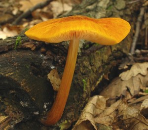 pluteus leoninus.jpg