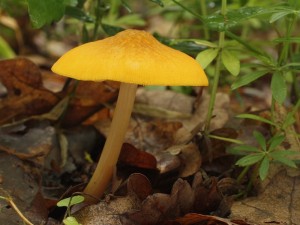 Pluteus leoninus.jpg