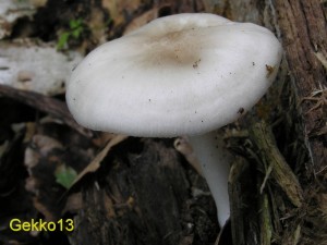 Pluteus petasatus2.JPG