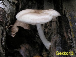 Pluteus petasatus.JPG