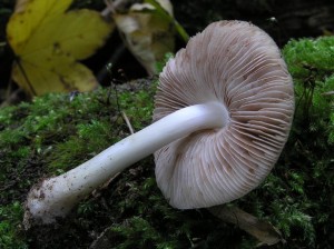 Pluteus_salicinus2.JPG