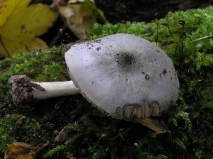 Pluteus_salicinus.JPG