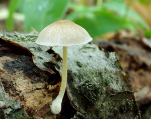 Pluteus semibulbosusB.jpg