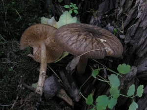 Pluteus_umbrosus.JPG