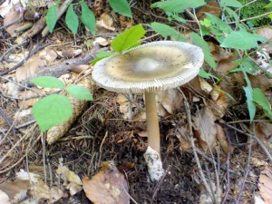 Povatka lutoolivov (Amanita battarrae).JPG