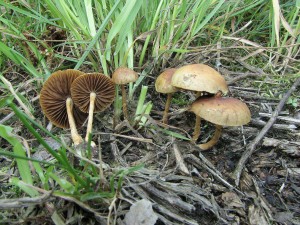 polnika plstnat-Agrocybe pediades.jpg