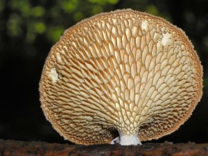 polyporus1.jpg