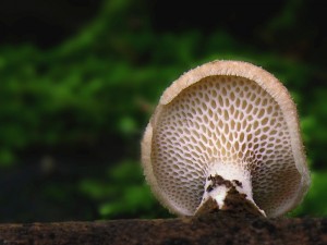 polyporus2.jpg