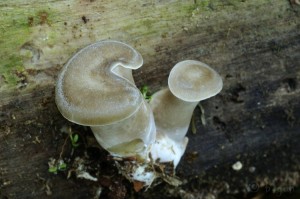 Polyporus_badius2.jpg