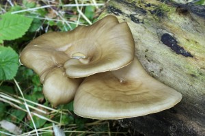 Polyporus_badius2.jpg