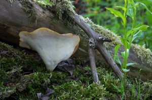 Polyporus_badius2.jpg