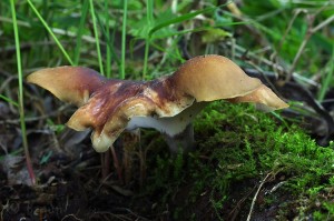 Polyporus_badius.jpg