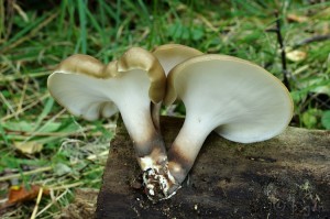 Polyporus_badius.jpg