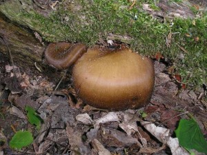 Polyporus badius.JPG