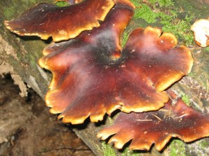 Polyporus badius.jpg