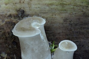 Polyporus_badius.jpg