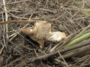 Polyporus rhizophilus.jpg