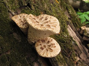 Polyporus squamosus2.jpg