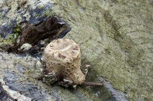 Polyporus squamosus.jpg