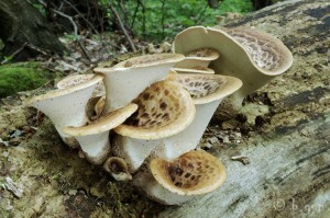 Polyporus squamosus (3).jpg