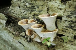 Polyporus squamosus (4).jpg