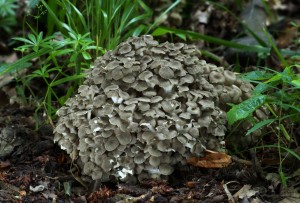 Polyporus umbellatus.jpg