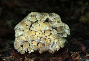 Polyporus umbellatus(2).jpg