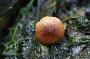 Psathyrella_typhae3.jpg