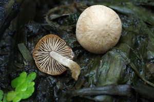 Psathyrella_typhae4.jpg