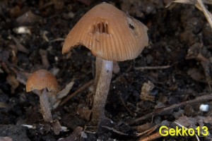 Psathyrella vernalis.jpg