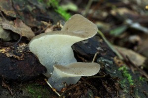 Pseudohydnum_gelatinosum.jpg