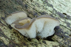 Pseudohydnum gelatinosum (2).jpg