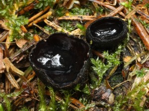 Pseudoplectania nigrella3.jpg