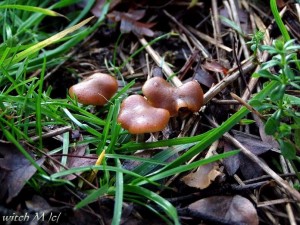 Psilocybe cyanescens - lysohlavka modrajici 10_witch.JPG