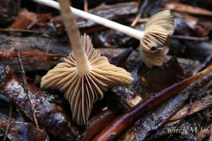 Psilocybe cyanescens - lysohlavka modrajici 11_witch.JPG